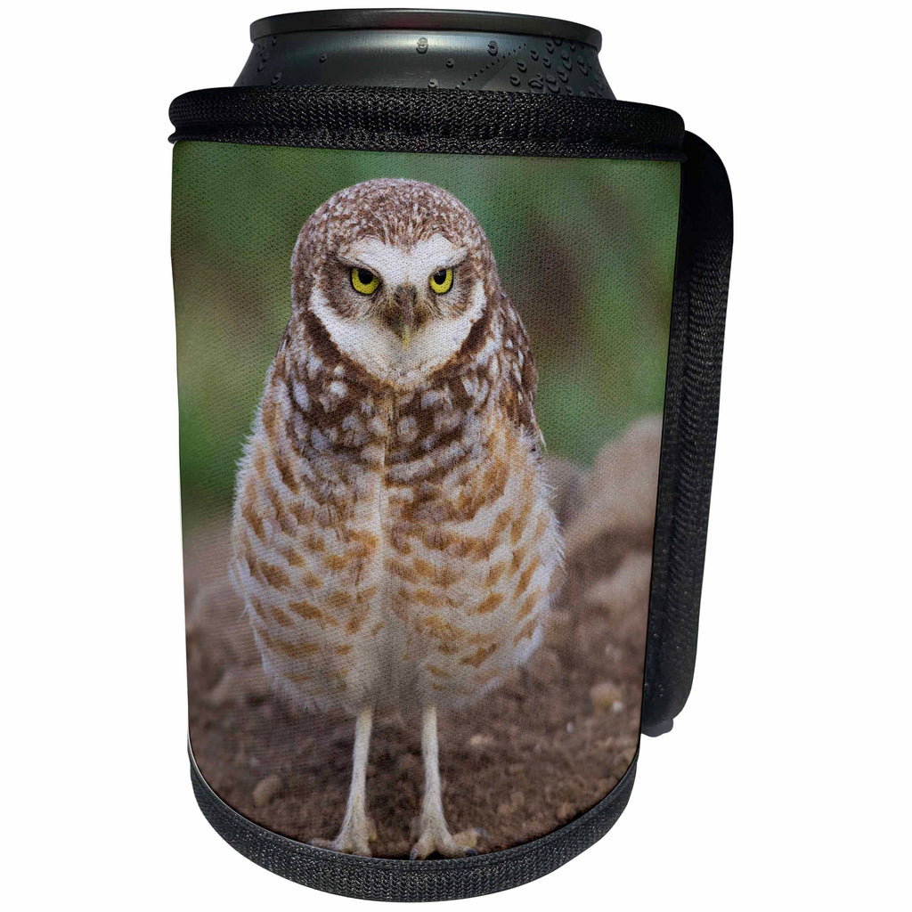 3dRose Danita Delimont - Owls - Burrowing Owl - Can Cooler Bottle Wrap (cc_279371)