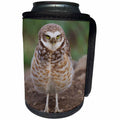 3dRose Danita Delimont - Owls - Burrowing Owl - Can Cooler Bottle Wrap (cc_279371)