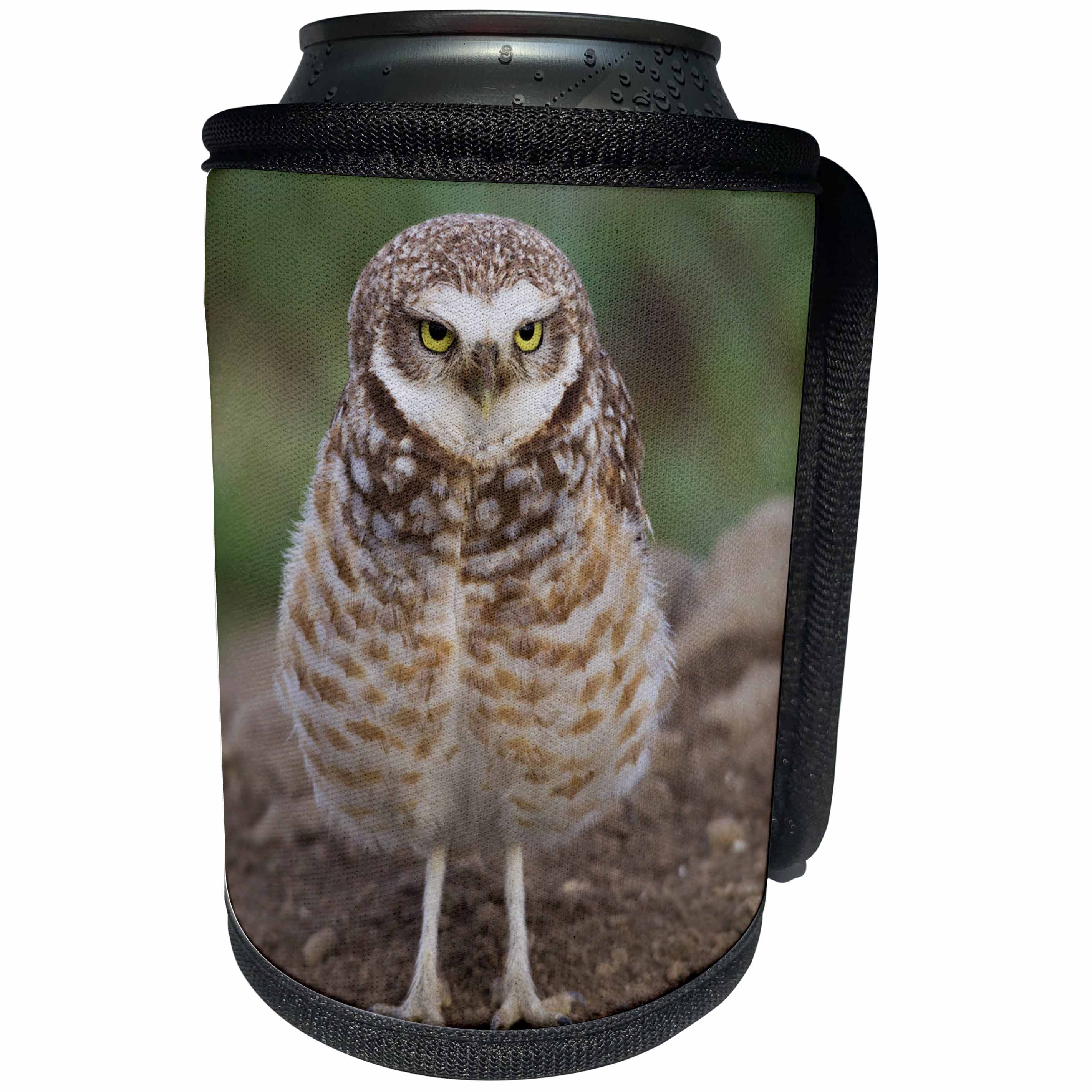 3dRose Danita Delimont - Owls - Burrowing Owl - Can Cooler Bottle Wrap (cc_279371)