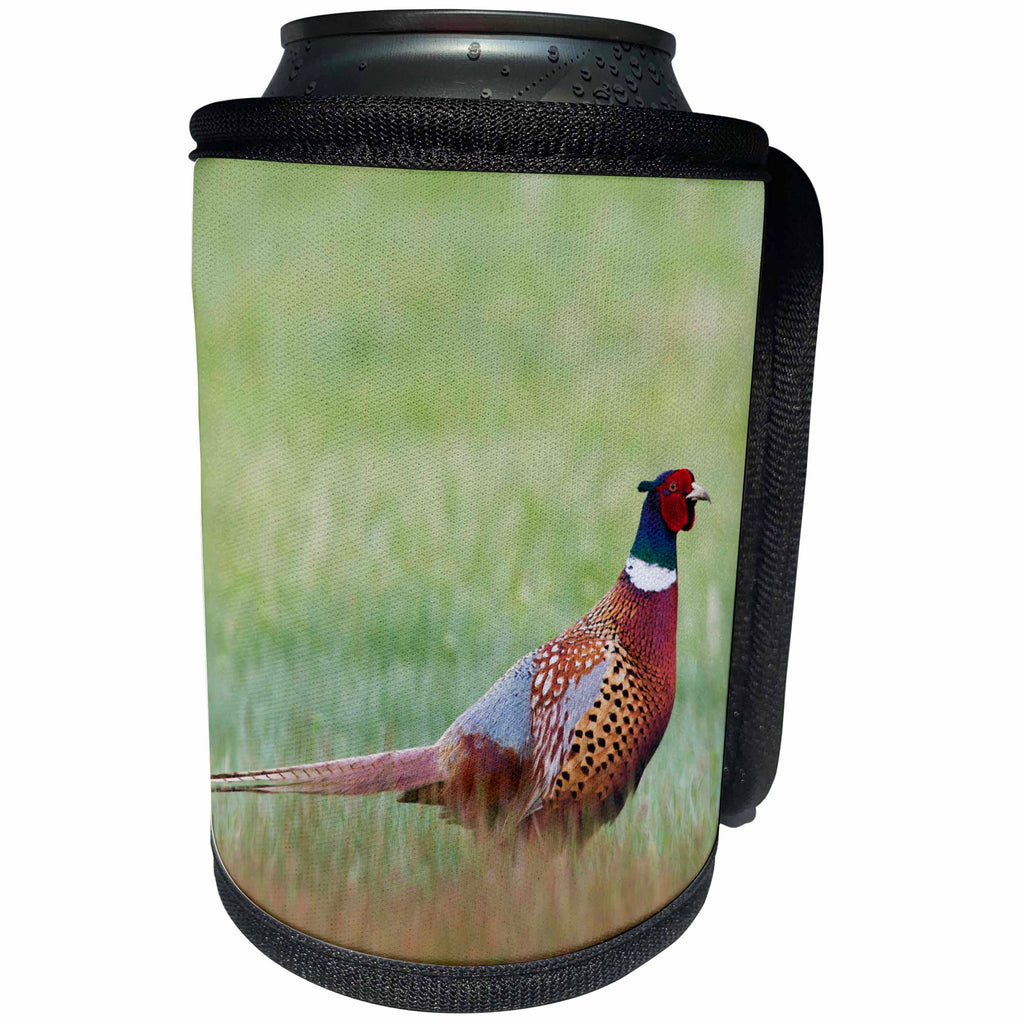 3dRose Danita Delimont - Birds - Ring necked Pheasants - Can Cooler Bottle Wrap (cc_279377)
