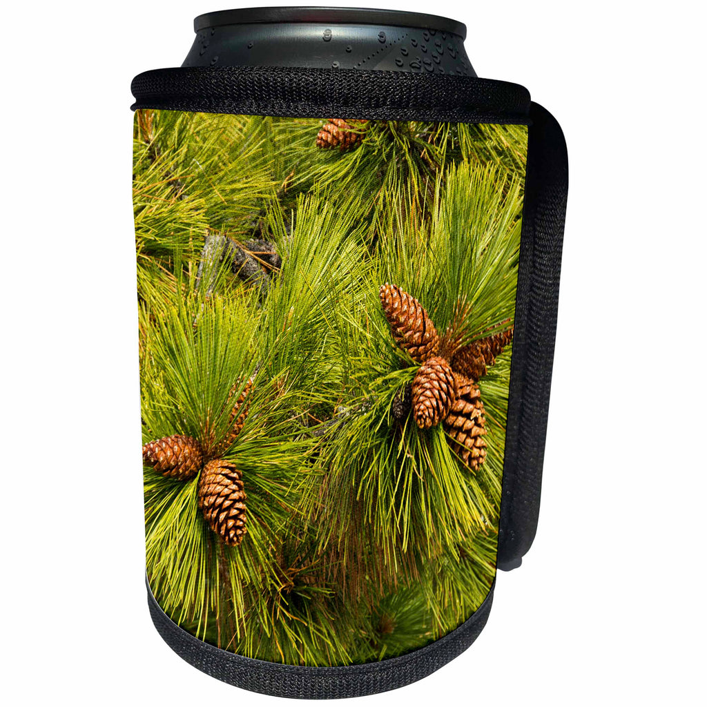 3dRose Danita Delimont - Forests - Pine Cones, Close Up, Deschutes National Forest, Oregon, Usa - Can Cooler Bottle Wrap (cc_279382)