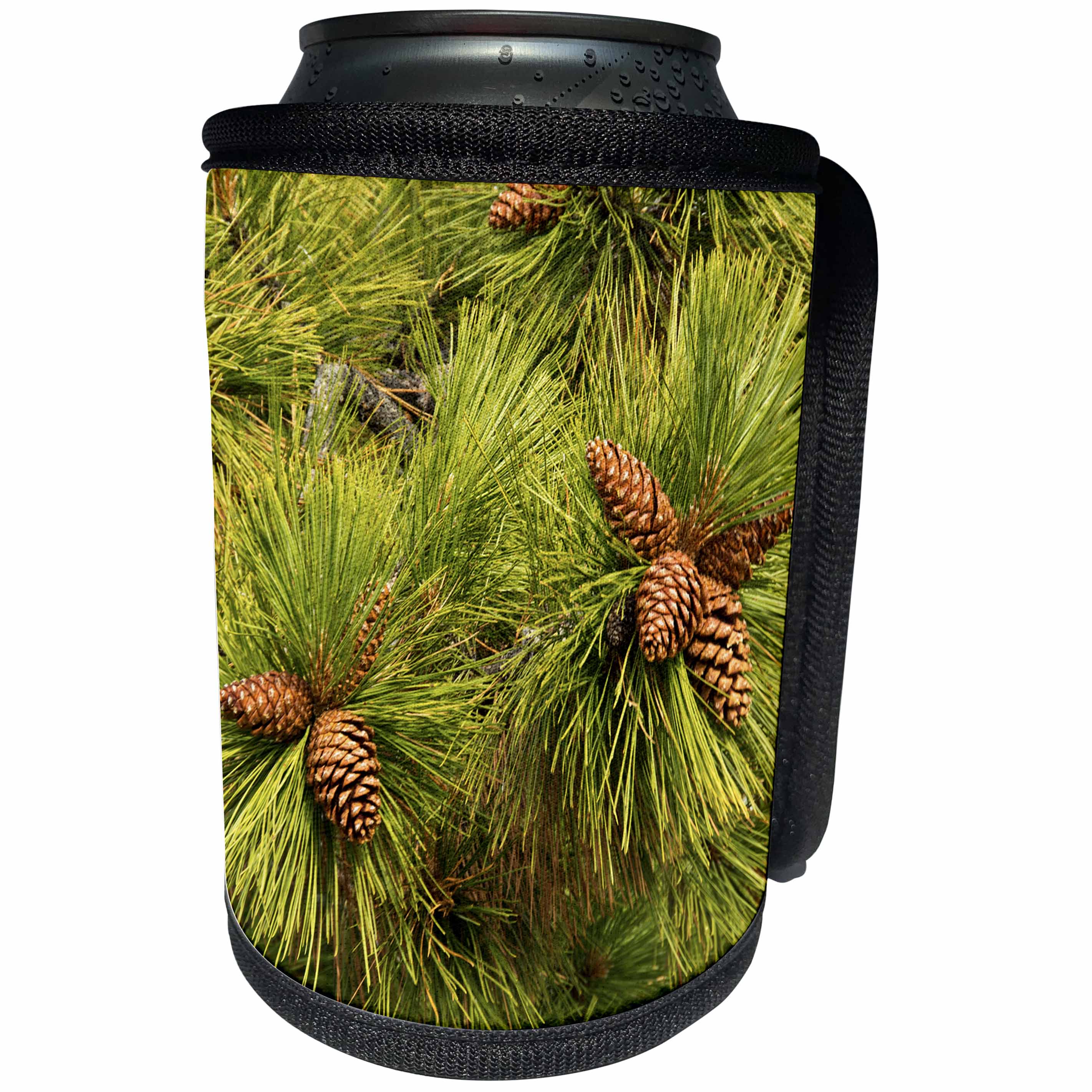 3dRose Danita Delimont - Forests - Pine Cones, Close Up, Deschutes National Forest, Oregon, Usa - Can Cooler Bottle Wrap (cc_279382)