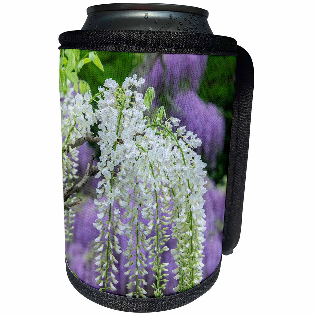 3dRose Danita Delimont - Flowers - White Japanese Wisteria, Kennett Square, Pennsylvania, USA - Can Cooler Bottle Wrap (cc_279394)