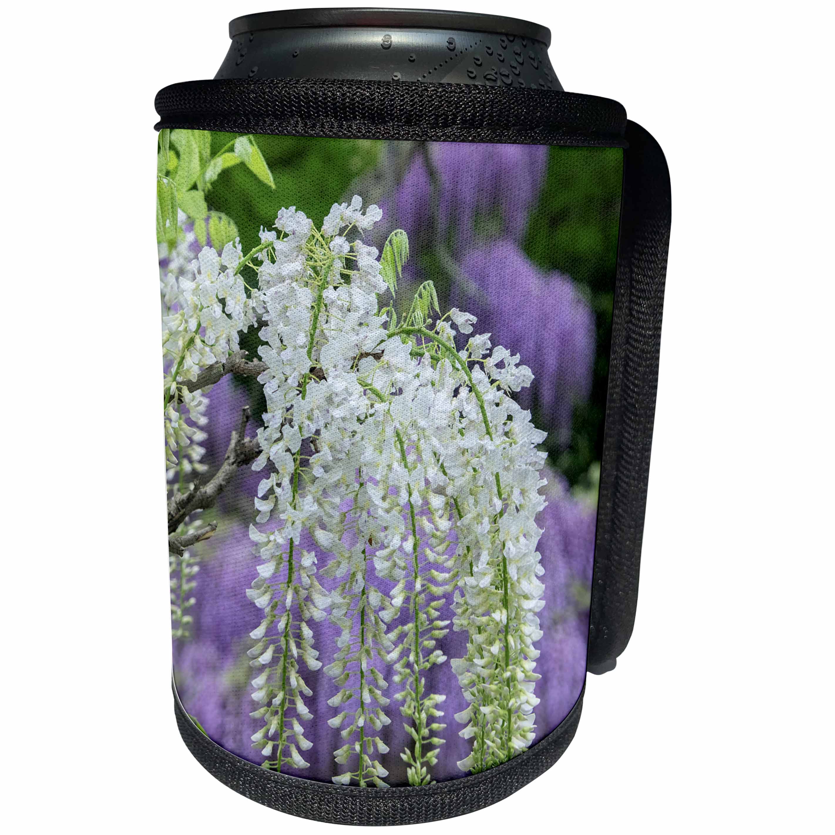 3dRose Danita Delimont - Flowers - White Japanese Wisteria, Kennett Square, Pennsylvania, USA - Can Cooler Bottle Wrap (cc_279394)