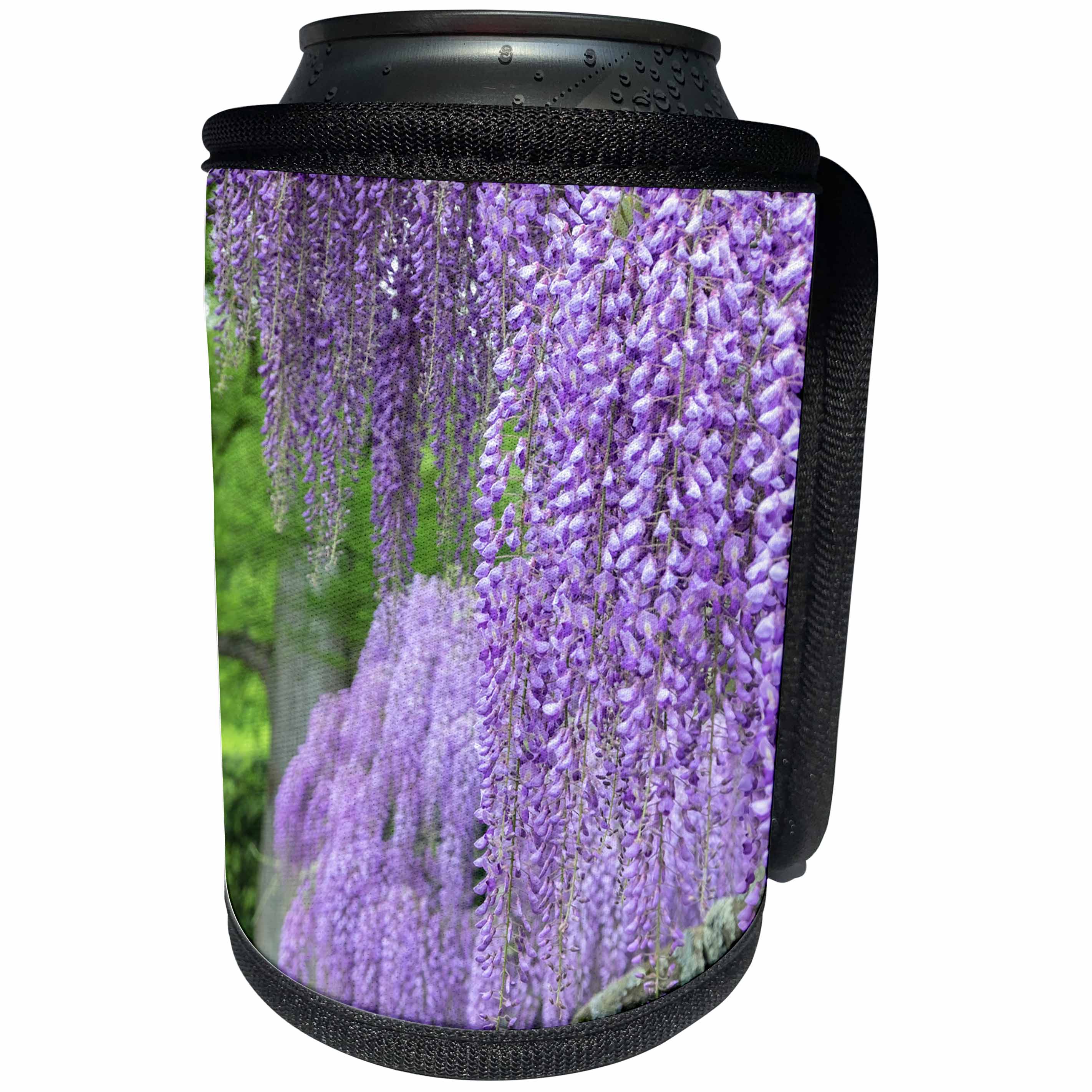 3dRose Danita Delimont - Flowers - Purple Japanese Wisteria, Kennett Square, Pennsylvania, USA - Can Cooler Bottle Wrap (cc_279395)