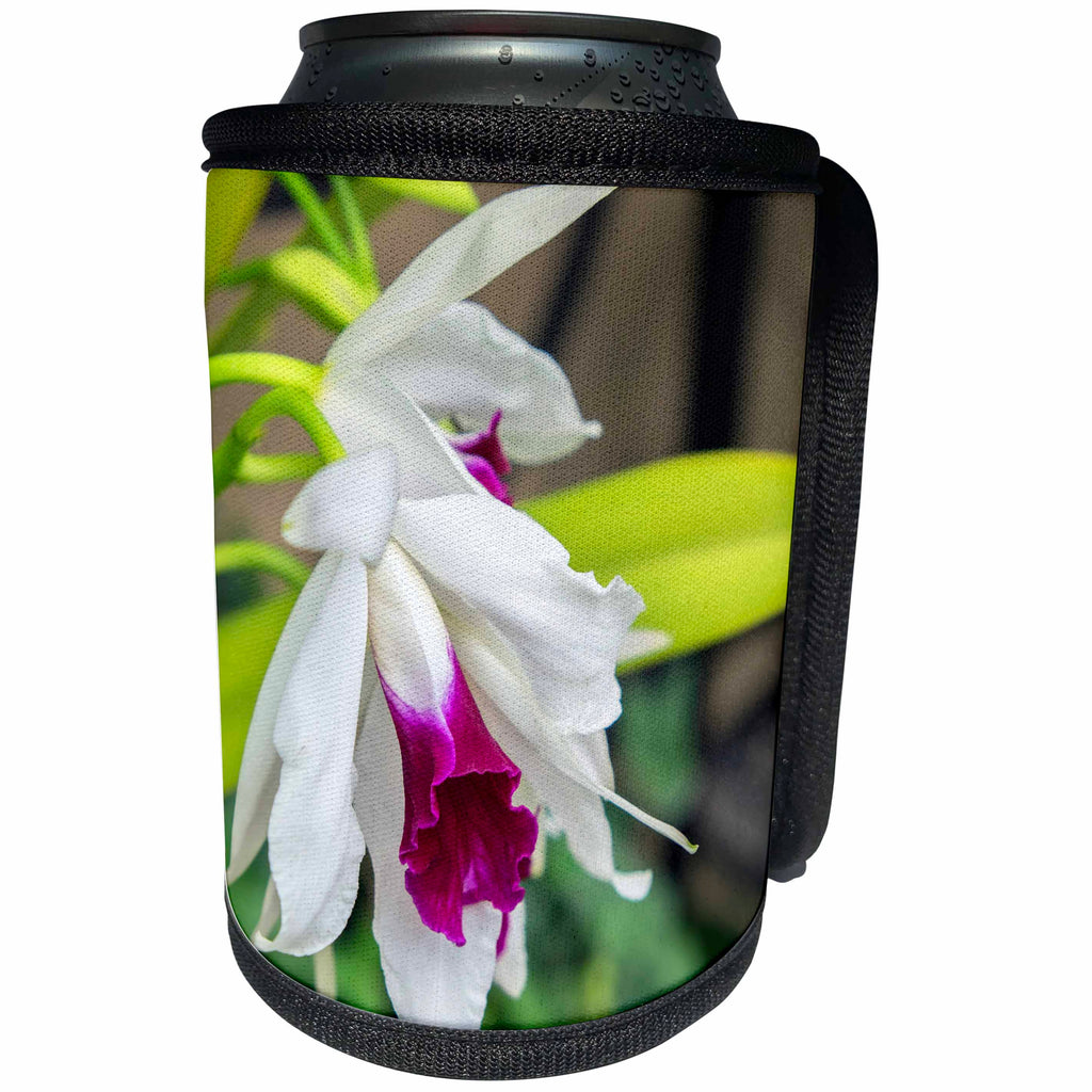 3dRose Danita Delimont - Flowers - White Orchid, Usa - Can Cooler Bottle Wrap (cc_279404)
