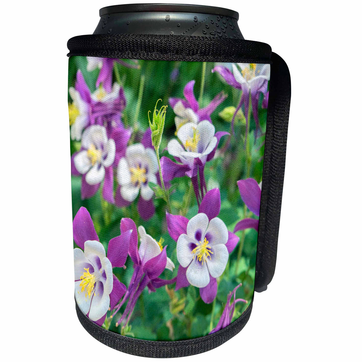 3dRose Danita Delimont - Flowers - Pruple Columbine Flowers in bloom, Usa - Can Cooler Bottle Wrap (cc_279405)