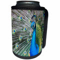 3dRose Danita Delimont - Birds - Male Peacock displaying his tail feathers, South Carolina - Can Cooler Bottle Wrap (cc_279407)