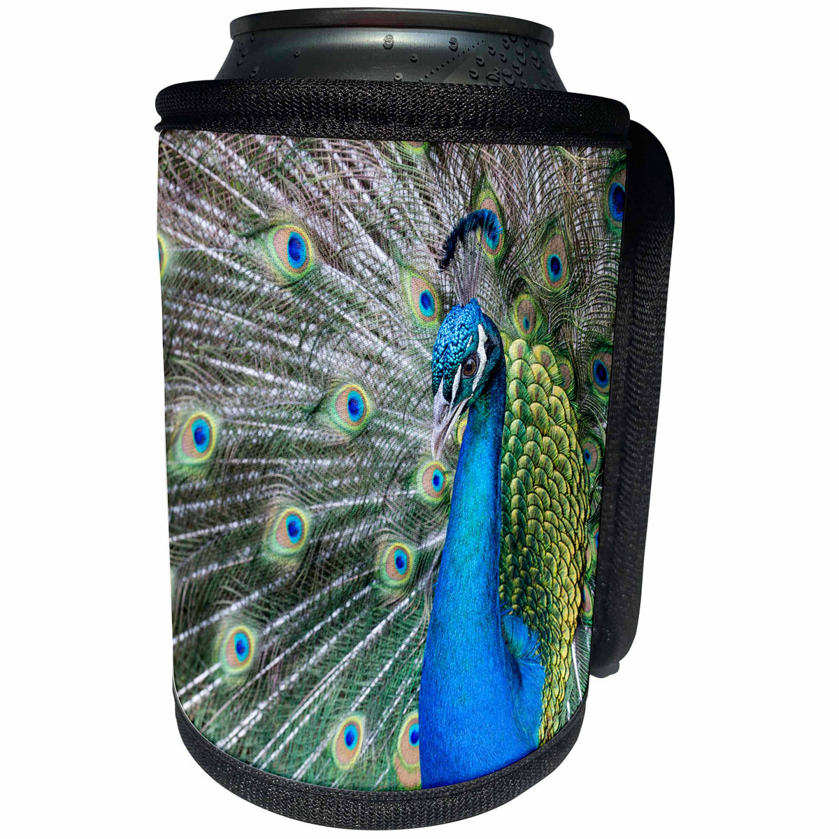 3dRose Danita Delimont - Birds - Male Peacock displaying his tail feathers, South Carolina - Can Cooler Bottle Wrap (cc_279407)