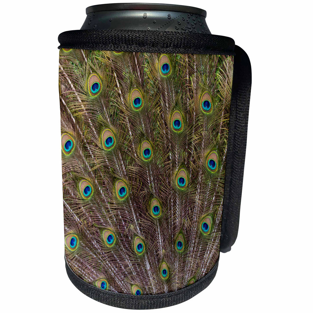 3dRose Danita Delimont - Patterns - Peacock with fanned out tail, South Carolina - Can Cooler Bottle Wrap (cc_279408)