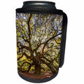 3dRose Danita Delimont - Forests - USA, South Carolina, Charleston, Angel Oak - Can Cooler Bottle Wrap (cc_279414)