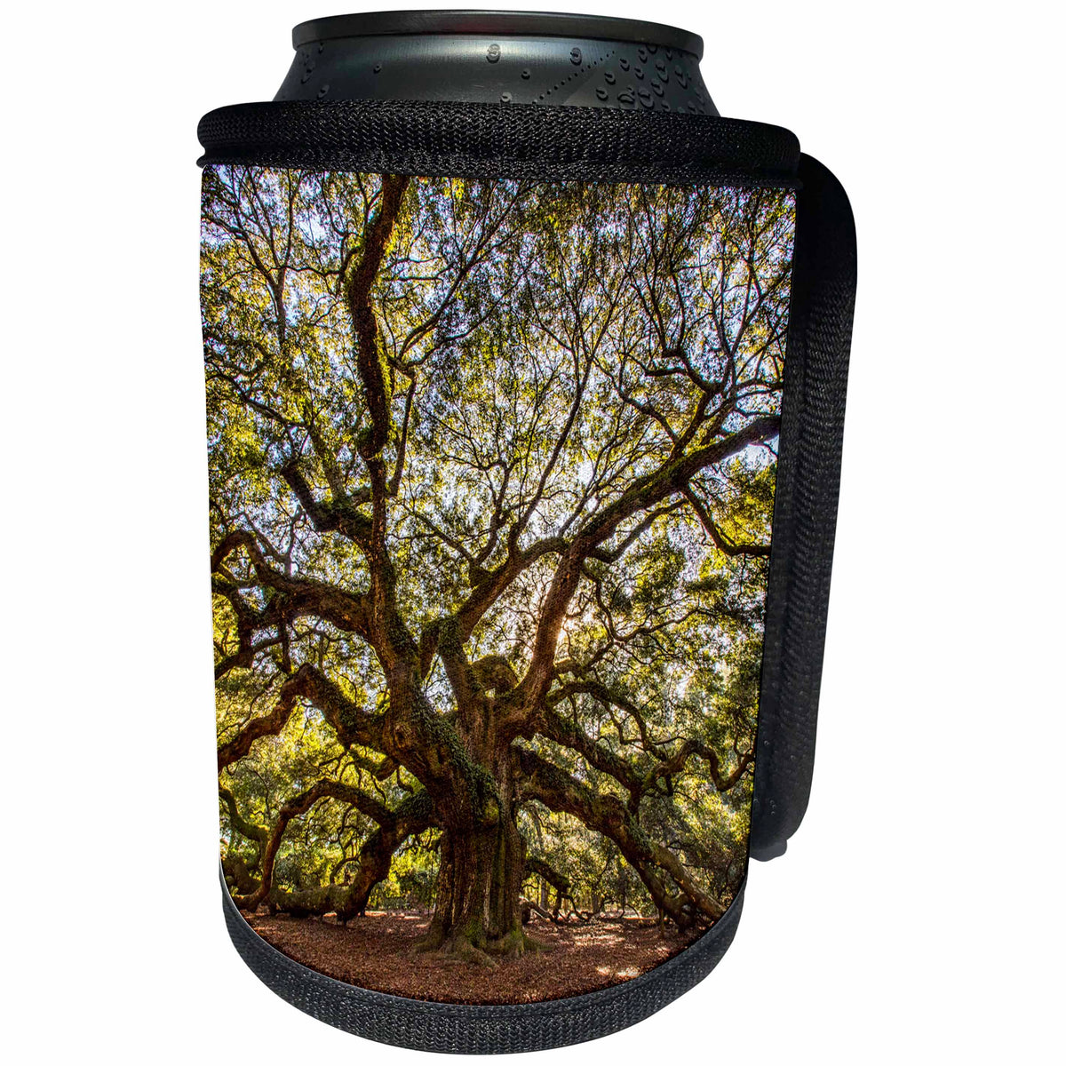 3dRose Danita Delimont - Forests - USA, South Carolina, Charleston, Angel Oak - Can Cooler Bottle Wrap (cc_279414)