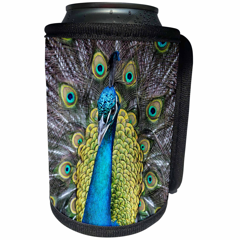 3dRose Danita Delimont - Birds - USA, South Carolina, Charleston, Peacock - Can Cooler Bottle Wrap (cc_279416)