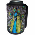 3dRose Danita Delimont - Birds - USA, South Carolina, Charleston, Peacock - Can Cooler Bottle Wrap (cc_279416)