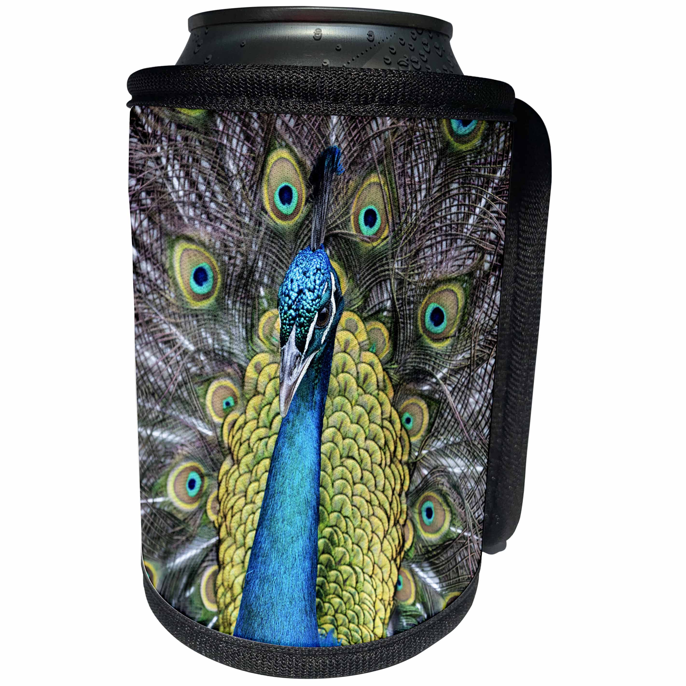 3dRose Danita Delimont - Birds - USA, South Carolina, Charleston, Peacock - Can Cooler Bottle Wrap (cc_279416)