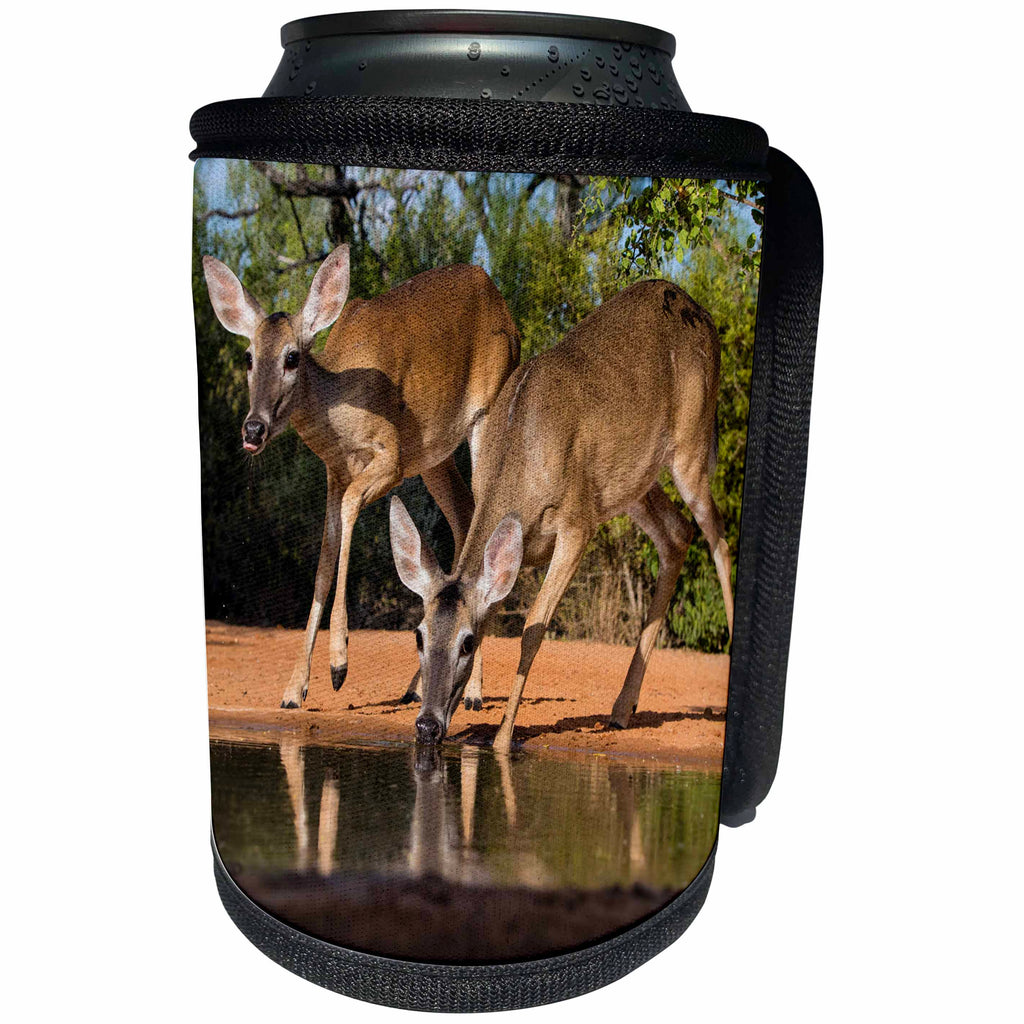 3dRose Danita Delimont - Deer - White tailed Deer doe and yearling fawn approaching water for drink - Can Cooler Bottle Wrap (cc_279502)