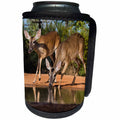 3dRose Danita Delimont - Deer - White tailed Deer doe and yearling fawn approaching water for drink - Can Cooler Bottle Wrap (cc_279502)