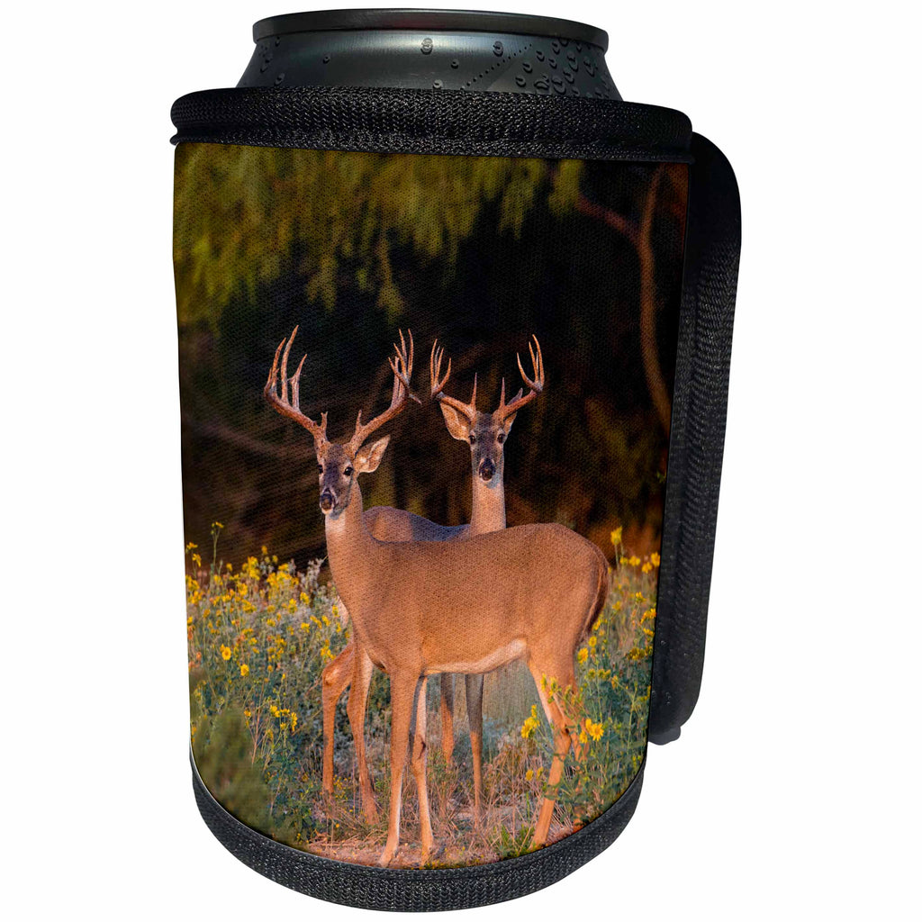 3dRose Danita Delimont - Deer - White tailed Deer bucks in autumn, Texas - Can Cooler Bottle Wrap (cc_279504)
