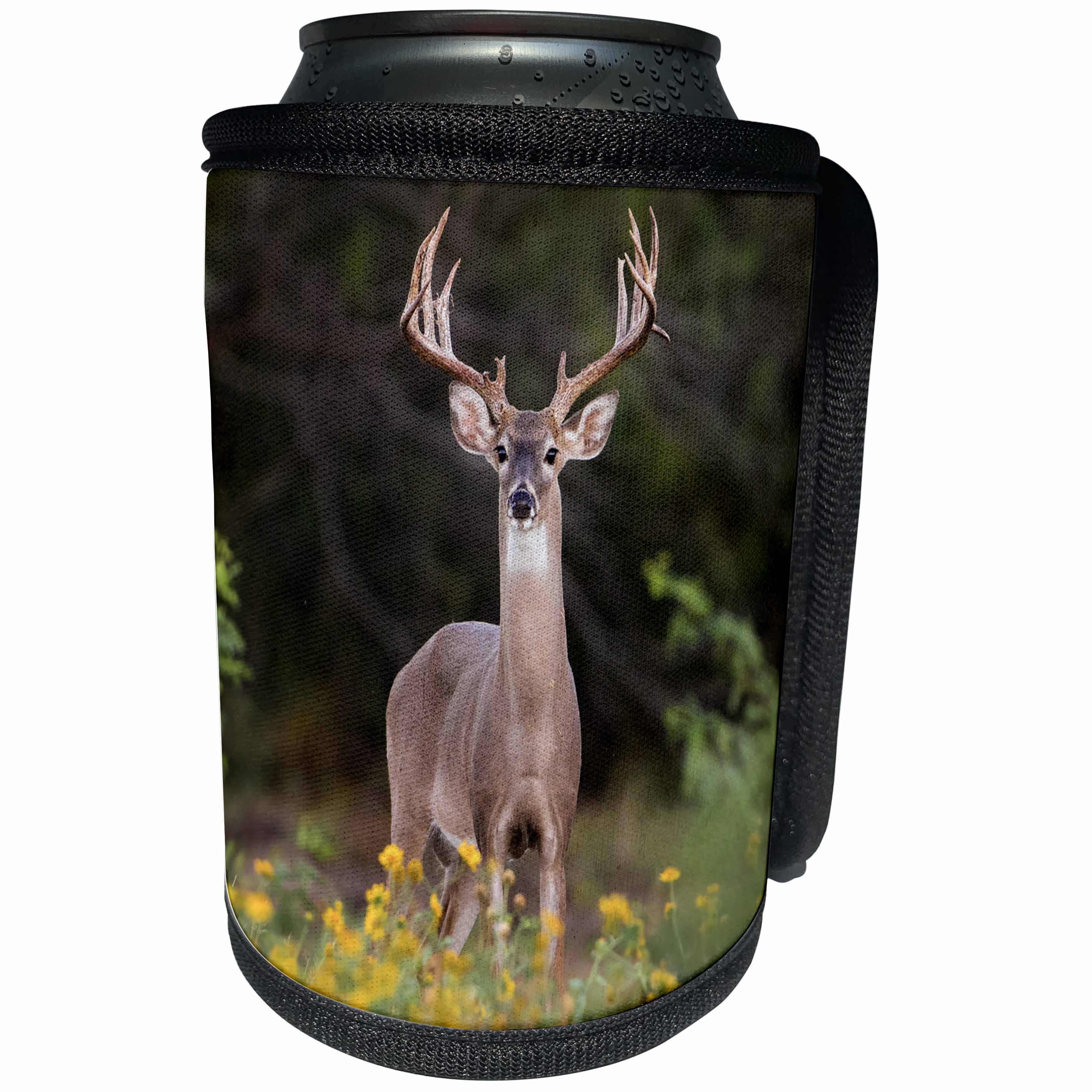 3dRose Danita Delimont - Deer - White tailed Deer buck in early autumn. - Can Cooler Bottle Wrap (cc_279505)