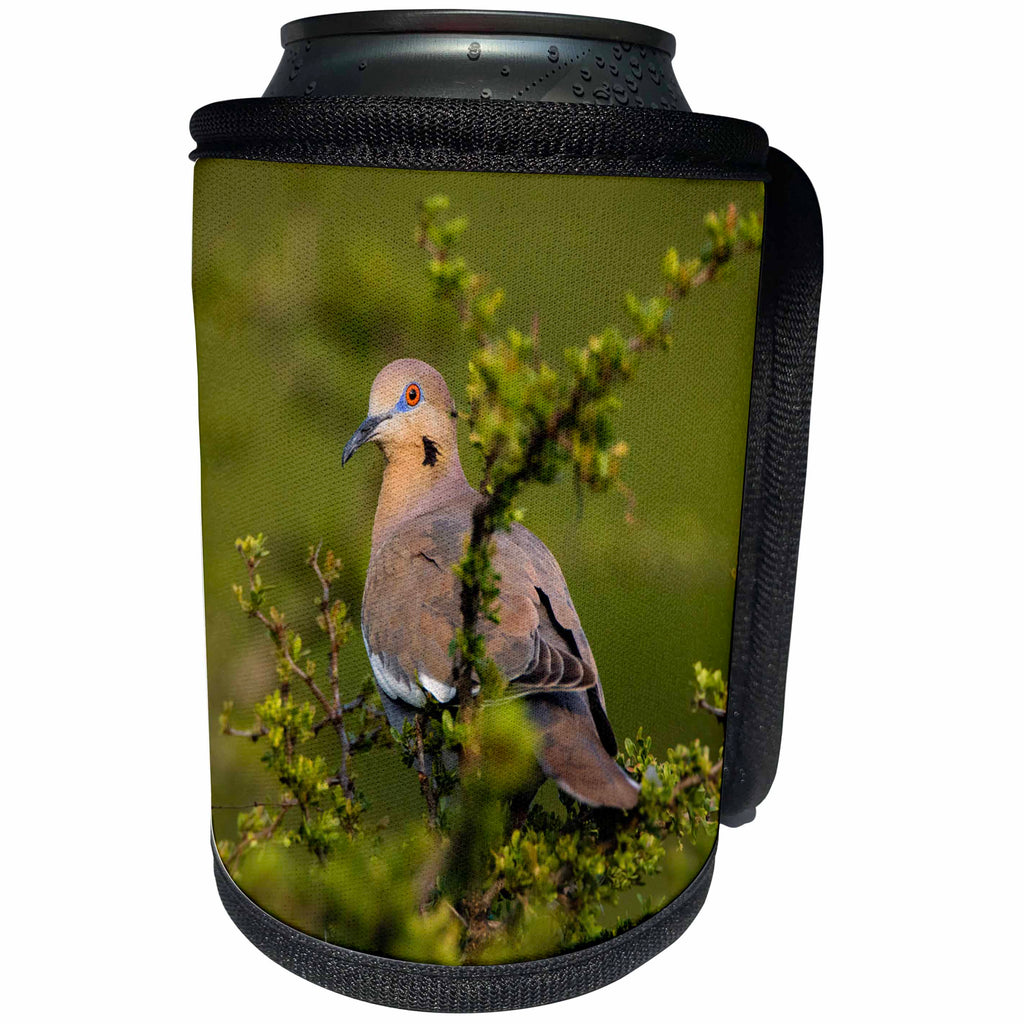 3dRose Danita Delimont - Songbirds - White winged Dove, Zenaida asiatica, perched in tree - Can Cooler Bottle Wrap (cc_279508)