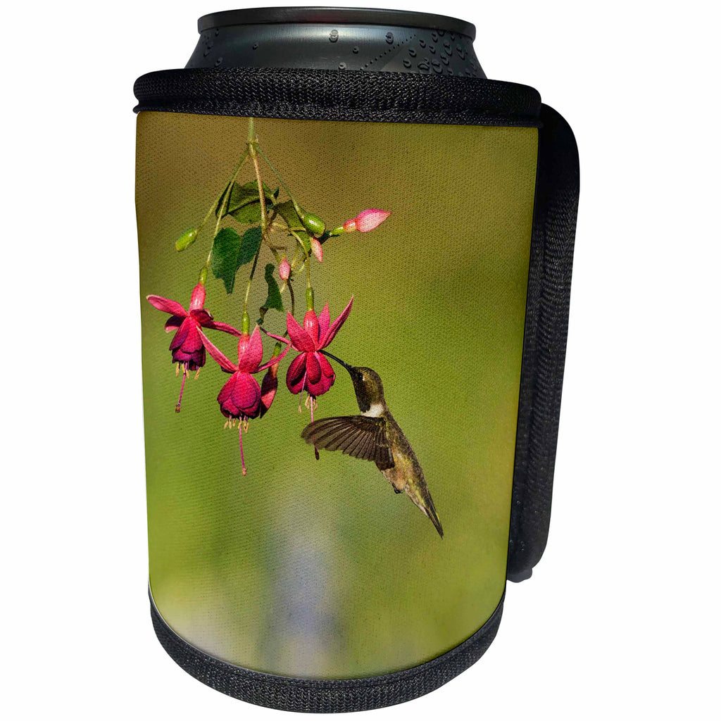 3dRose Danita Delimont - Hummingbirds - Black chinned Hummingbird feeding on Fuchsia, Hill Country, Texas - Can Cooler Bottle Wrap (cc_279515)