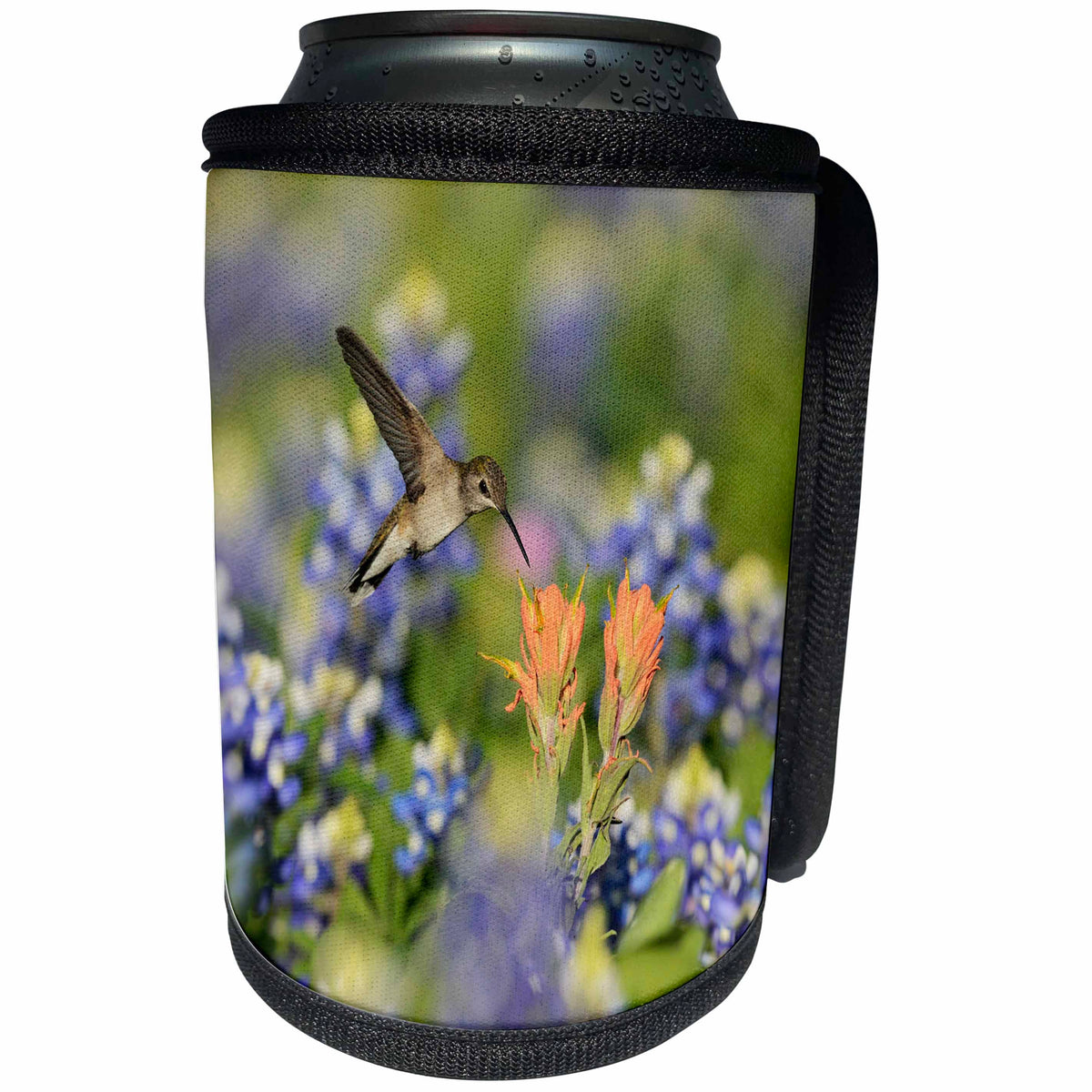 3dRose Danita Delimont - Hummingbirds - Black chinned Hummingbird feeding on Paintbrush, Hill Country, Texas - Can Cooler Bottle Wrap (cc_279516)