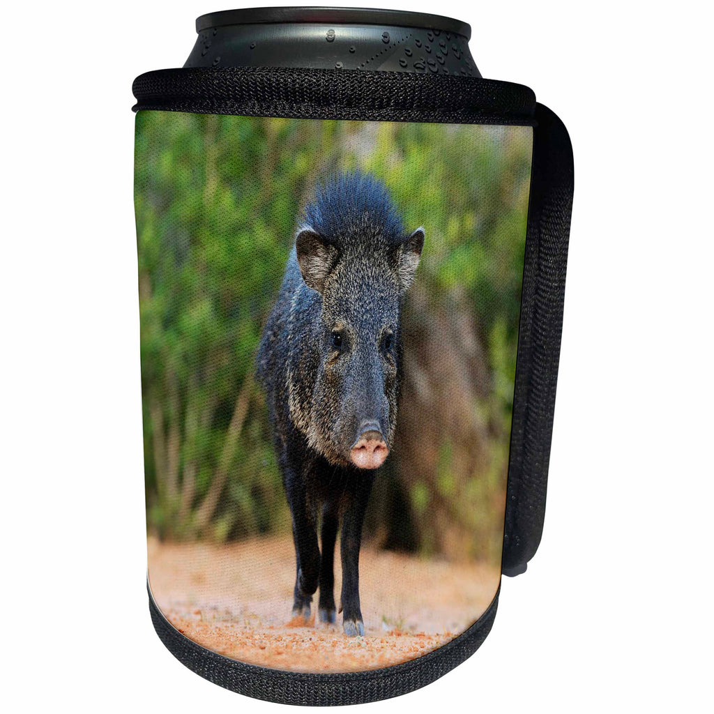 3dRose Danita Delimont - Pigs - Collared Peccary, Javelina, Tayassu tajacu, adult, South Texas, USA - Can Cooler Bottle Wrap (cc_279523)