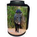 3dRose Danita Delimont - Pigs - Collared Peccary, Javelina, Tayassu tajacu, adult, South Texas, USA - Can Cooler Bottle Wrap (cc_279523)