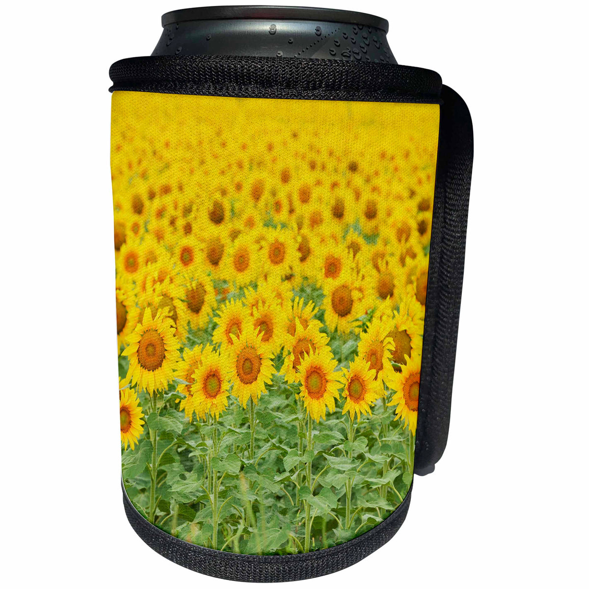 3dRose Danita Delimont - Flowers - Field of Common Sunflower in bloom, Texas, USA - Can Cooler Bottle Wrap (cc_279524)