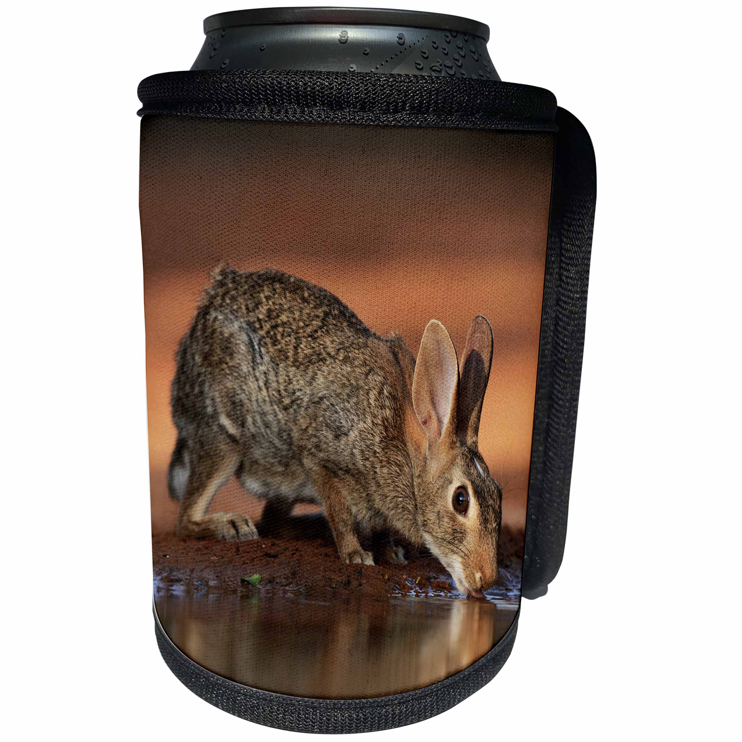 3dRose Danita Delimont - Rabbits - Eastern Cottontail adult drinking at pond, South Texas - Can Cooler Bottle Wrap (cc_279527)