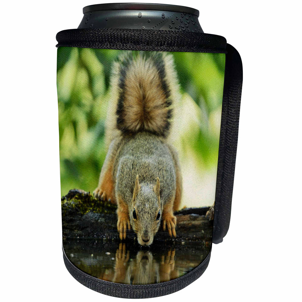 3dRose Danita Delimont - Squirrels - Eastern Fox Squirrel, adult drinking, Hill Country, Texas - Can Cooler Bottle Wrap (cc_279529)