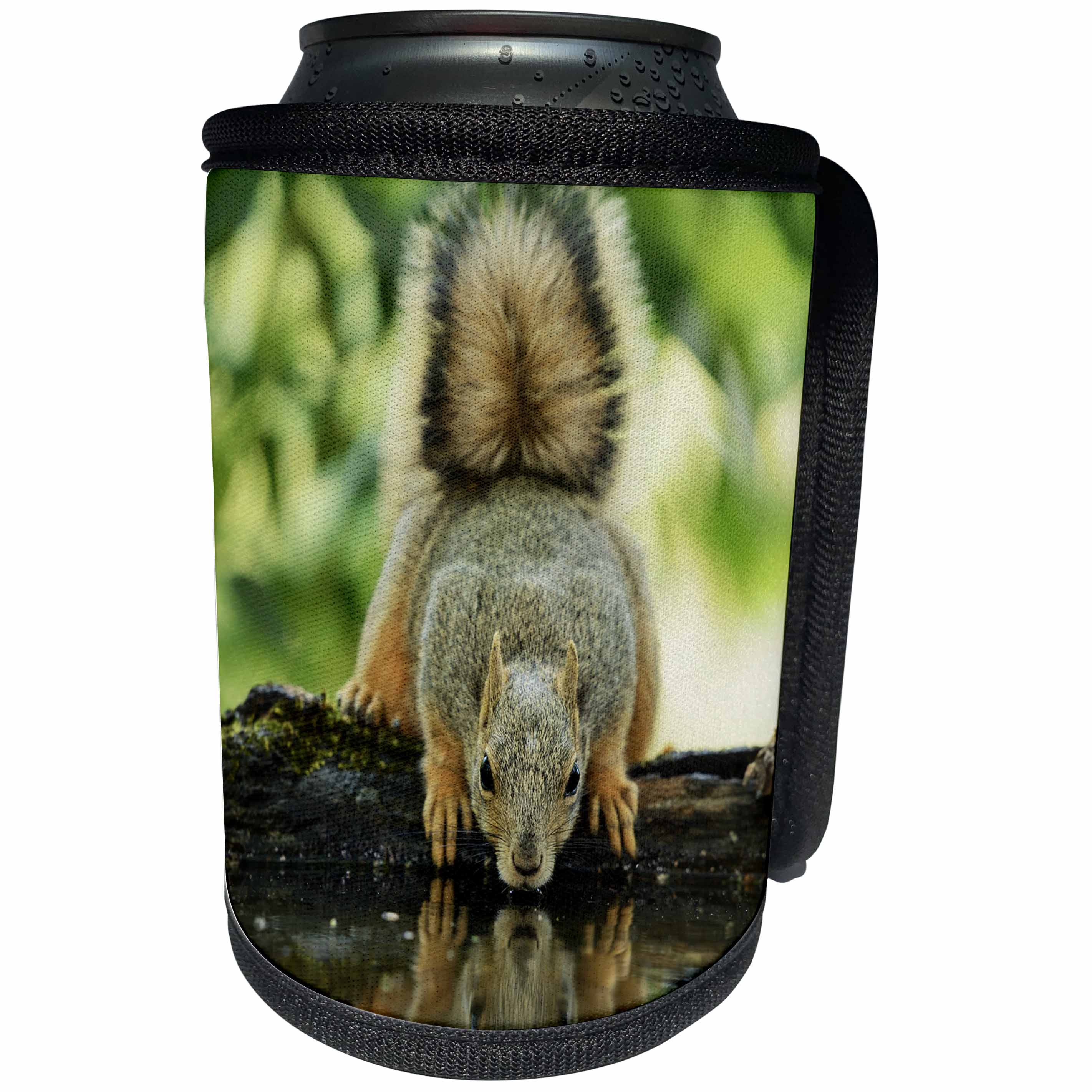 3dRose Danita Delimont - Squirrels - Eastern Fox Squirrel, adult drinking, Hill Country, Texas - Can Cooler Bottle Wrap (cc_279529)