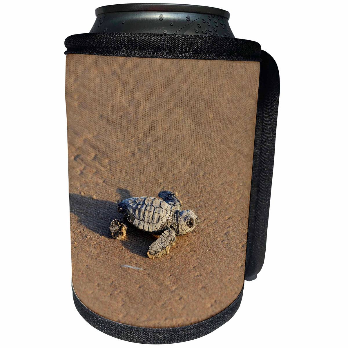 3dRose Danita Delimont - Turtles - Kemps ridley sea turtle baby, South Padre Island, South Texas - Can Cooler Bottle Wrap (cc_279531)