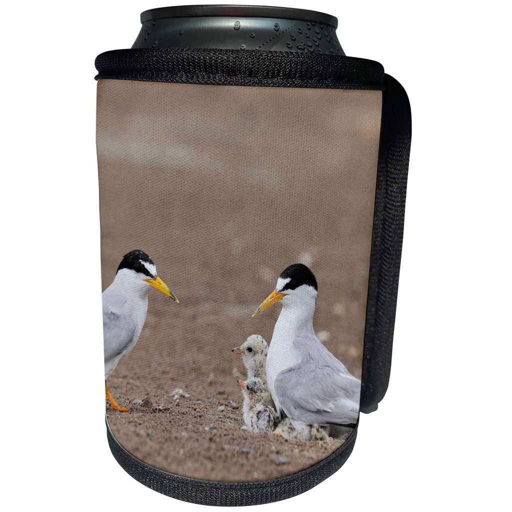 3dRose Danita Delimont - Birds - Least Tern warming newborn chicks, Port Isabel, South Padre Isl, Texas - Can Cooler Bottle Wrap (cc_279538)