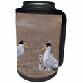 3dRose Danita Delimont - Birds - Least Tern warming newborn chicks, Port Isabel, South Padre Isl, Texas - Can Cooler Bottle Wrap (cc_279538)