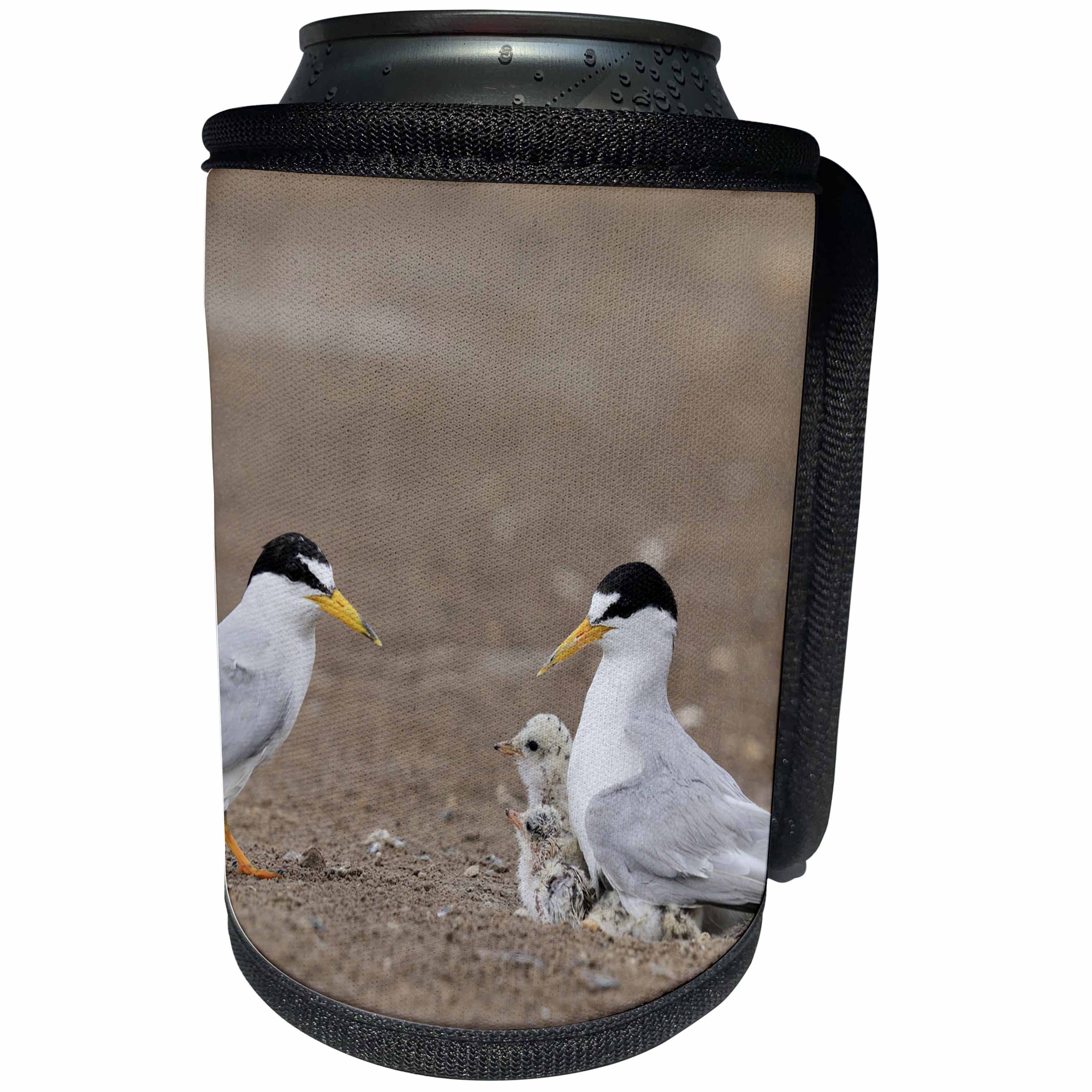 3dRose Danita Delimont - Birds - Least Tern warming newborn chicks, Port Isabel, South Padre Isl, Texas - Can Cooler Bottle Wrap (cc_279538)