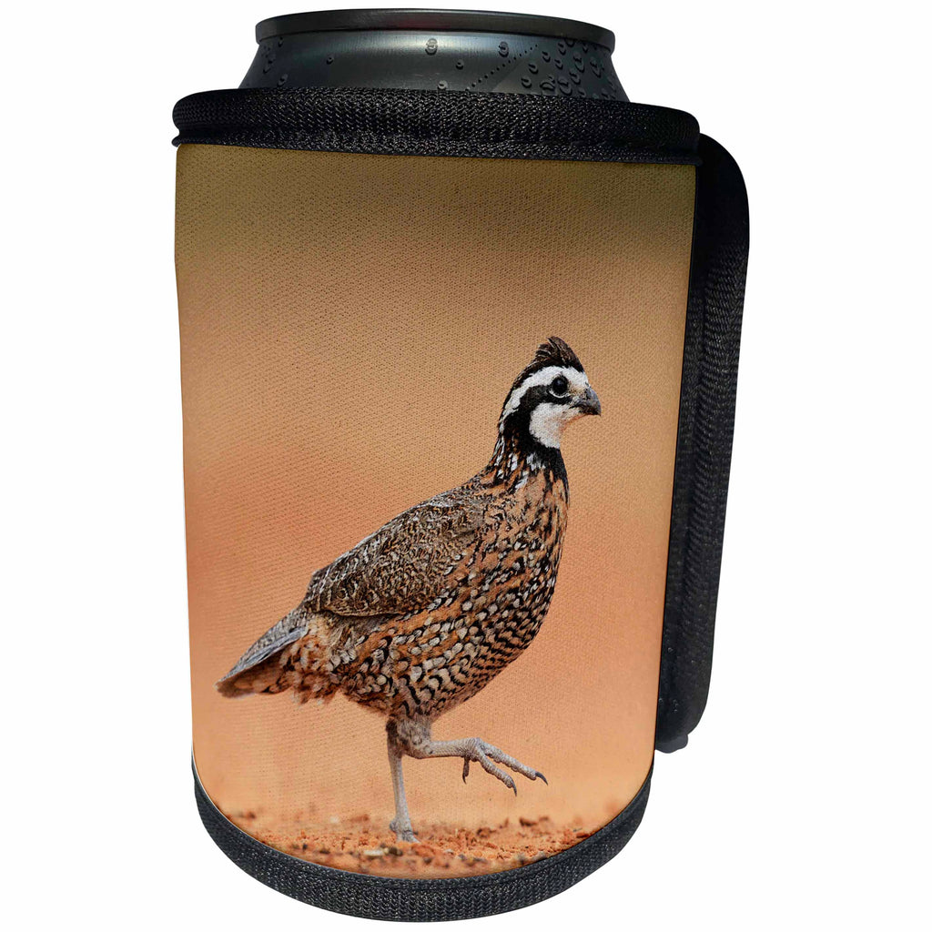 3dRose Danita Delimont - Birds - Northern Bobwhite male running, Rio Grande Valley, Texas - Can Cooler Bottle Wrap (cc_279542)