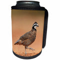 3dRose Danita Delimont - Birds - Northern Bobwhite male running, Rio Grande Valley, Texas - Can Cooler Bottle Wrap (cc_279542)