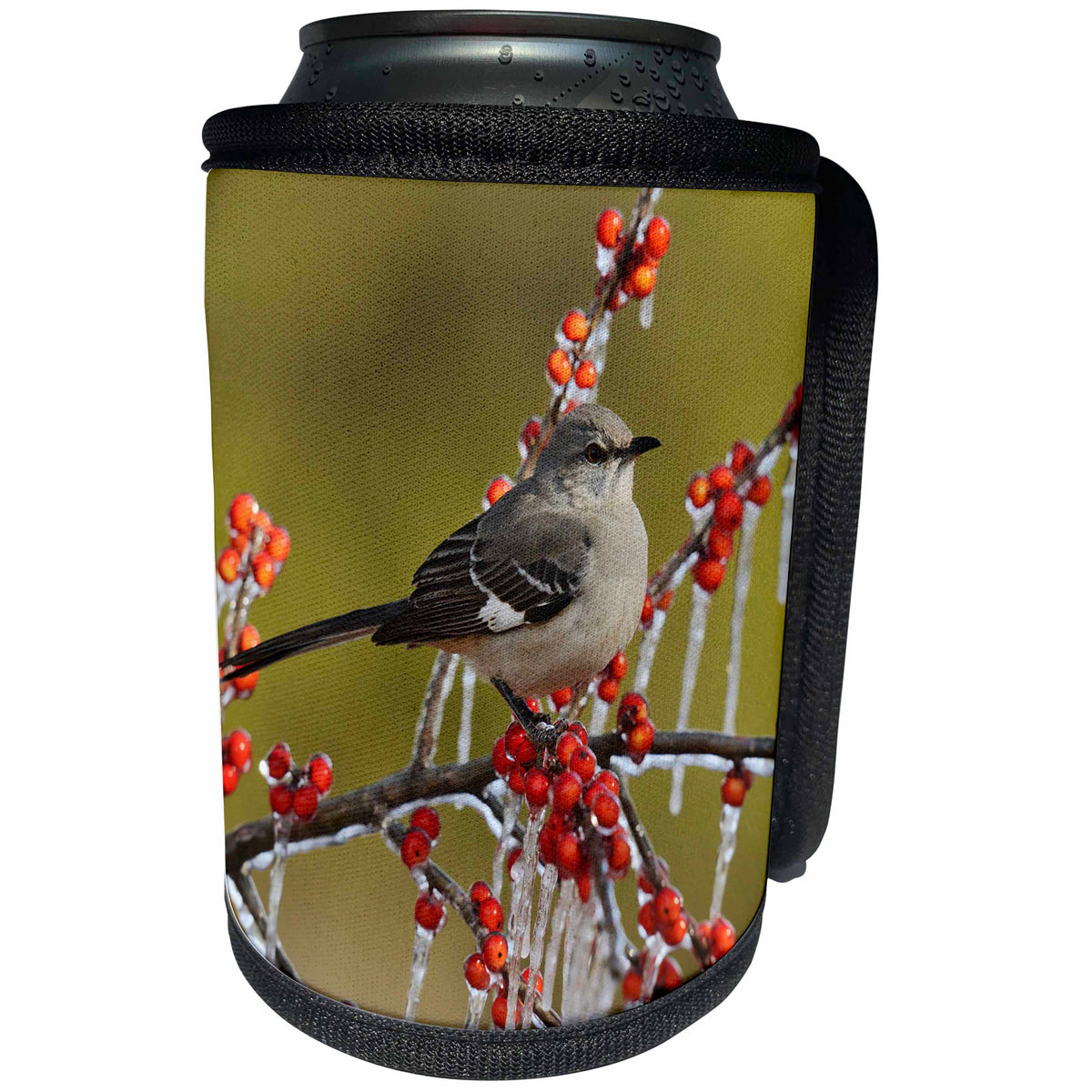 3dRose Danita Delimont - Songbirds - Northern Mockingbird adult on icy branch of Holly, Hill Country, Texas - Can Cooler Bottle Wrap (cc_279543)
