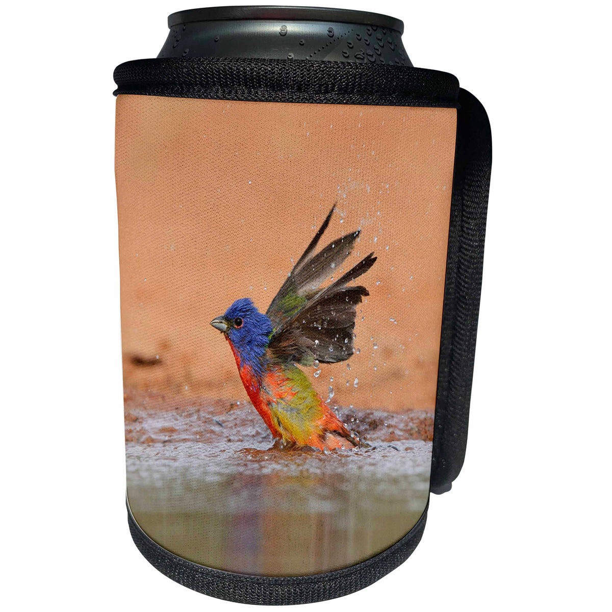 3dRose Danita Delimont - Songbirds - Painted Bunting adult male bathing, Rio Grande Valley, South Texas - Can Cooler Bottle Wrap (cc_279546)