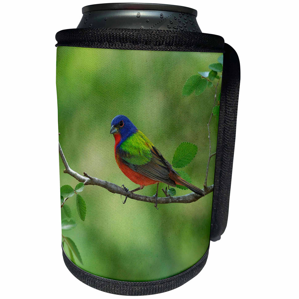 3dRose Danita Delimont - Songbirds - Painted Bunting adult male perched, Hill Country, Texas - Can Cooler Bottle Wrap (cc_279547)