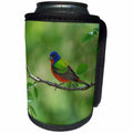 3dRose Danita Delimont - Songbirds - Painted Bunting adult male perched, Hill Country, Texas - Can Cooler Bottle Wrap (cc_279547)