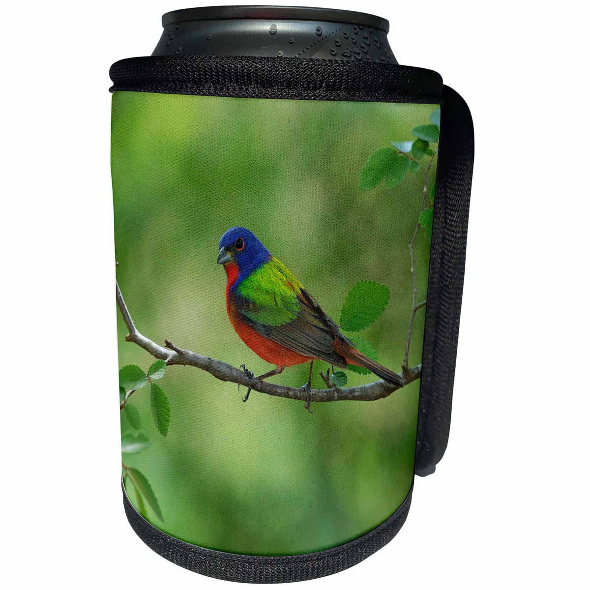 3dRose Danita Delimont - Songbirds - Painted Bunting adult male perched, Hill Country, Texas - Can Cooler Bottle Wrap (cc_279547)