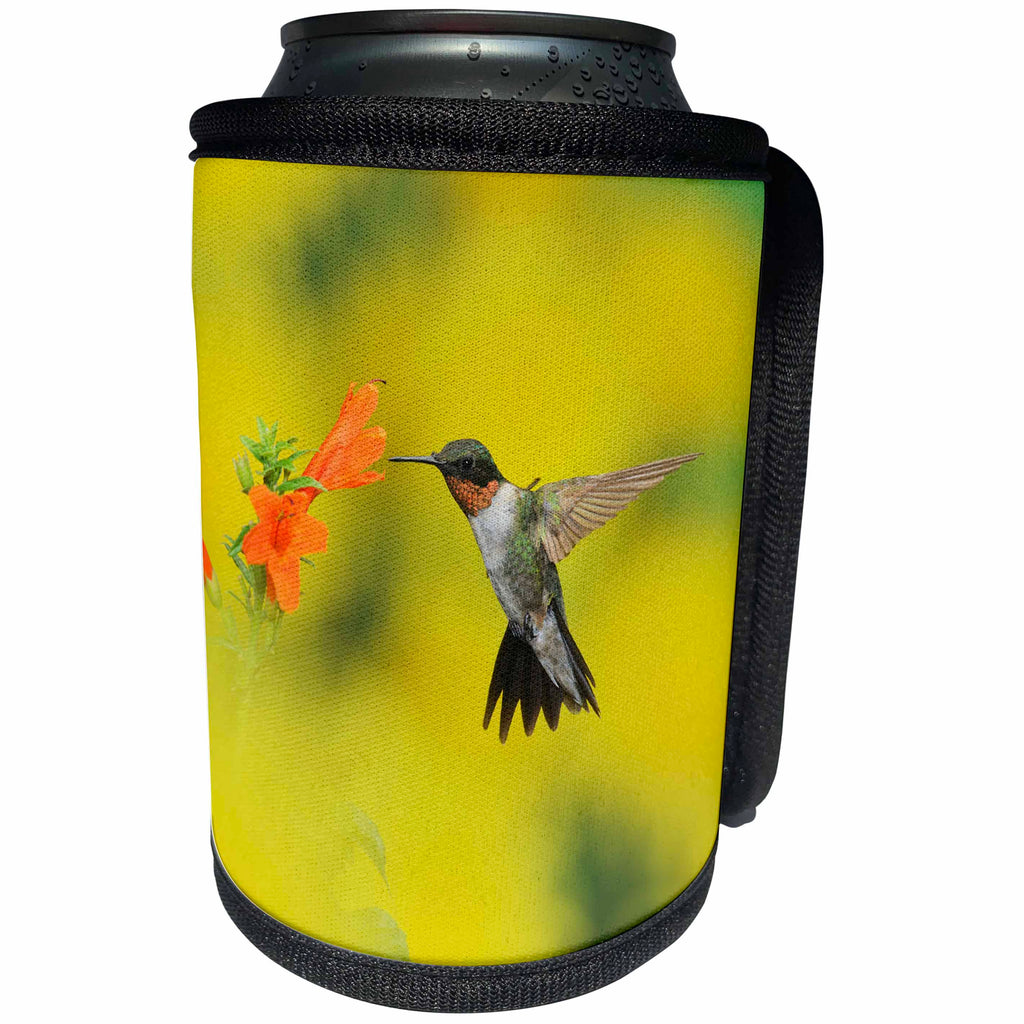 3dRose Danita Delimont - Hummingbirds - Ruby throated Hummingbird feeding at honeysuckle, Hill Country, Texas - Can Cooler Bottle Wrap (cc_279548)