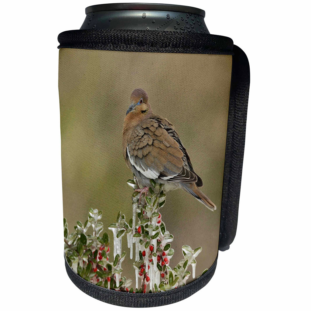 3dRose Danita Delimont - Songbirds - White winged Dove perched on Yaupon Holly, Hill Country, Texas - Can Cooler Bottle Wrap (cc_279554)