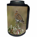 3dRose Danita Delimont - Songbirds - White winged Dove perched on Yaupon Holly, Hill Country, Texas - Can Cooler Bottle Wrap (cc_279554)