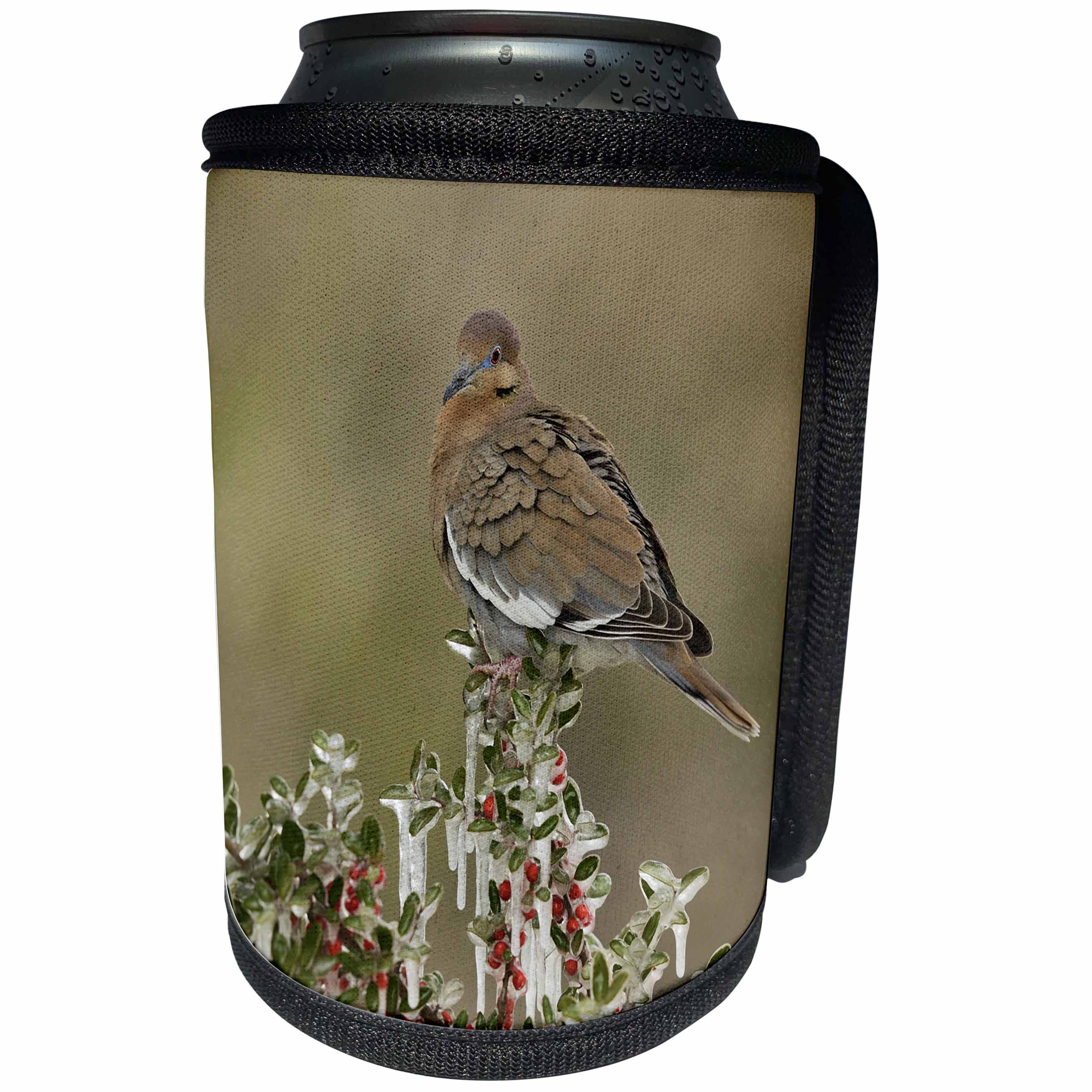 3dRose Danita Delimont - Songbirds - White winged Dove perched on Yaupon Holly, Hill Country, Texas - Can Cooler Bottle Wrap (cc_279554)