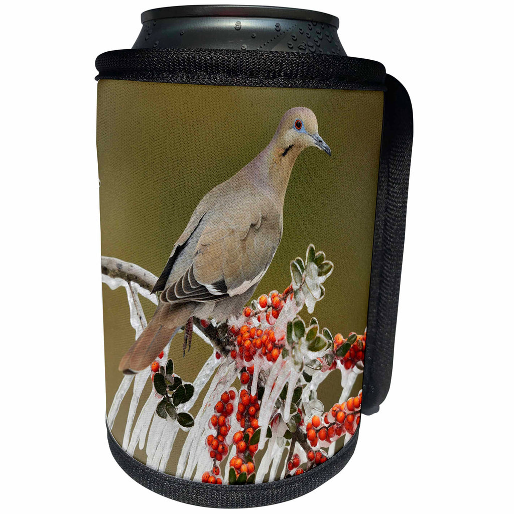 3dRose Danita Delimont - Songbirds - White winged Dove on icy branch of Yaupon Holly, Hill Country, Texas - Can Cooler Bottle Wrap (cc_279555)