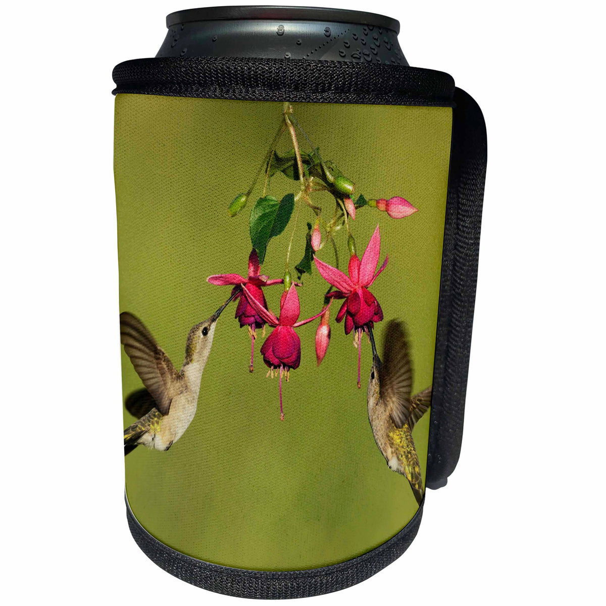 3dRose Danita Delimont - Hummingbirds - Black chinned Hummingbird adult females feeding, Hill Country, Texas - Can Cooler Bottle Wrap (cc_279556)