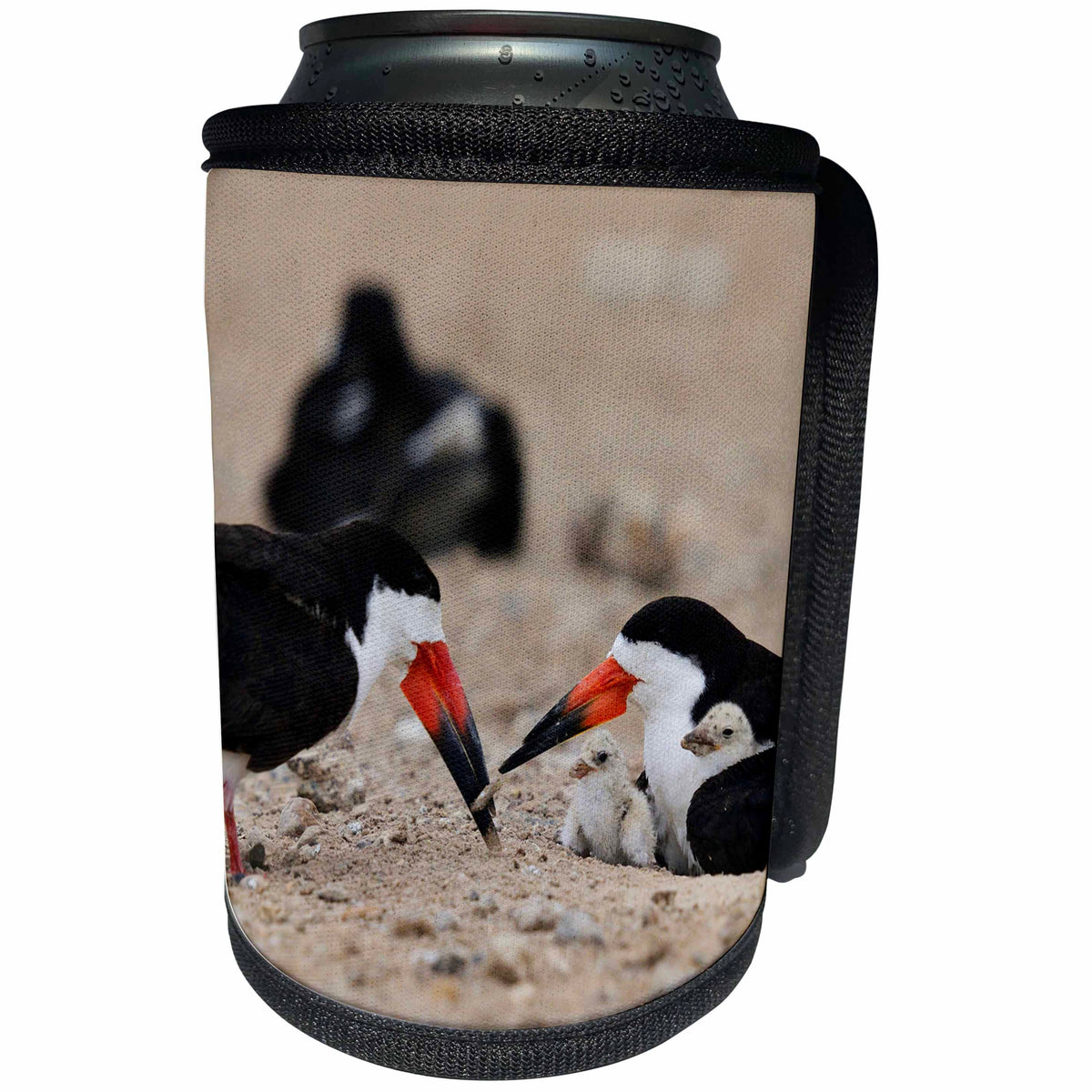 3dRose Danita Delimont - Birds - Black Skimmer adult feeding fish to young, South Padre Island, Texas - Can Cooler Bottle Wrap (cc_279563)